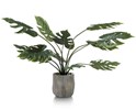 Plante-Monstera-80cm-39123-GRN-02-Coco-Maison