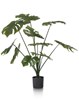 Plante-Monstera-80cm-39123-GRN-03-Coco-Maison