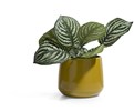 Pot-De-Fleurs-Vert-13cm-47144-MOS-02-Coco-Maison