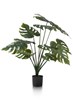 Plante-Monstera-80cm-39123-GRN-01-Coco-Maison